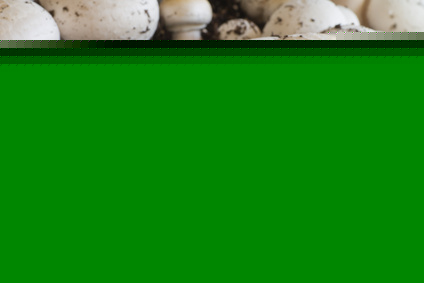 Champignons kurz vor der Ernte