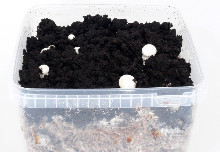 Champignons - Die ersten Fruchtkörper