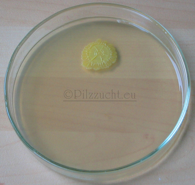 Nährboden in einer Petrischale von Keimen kontaminiert