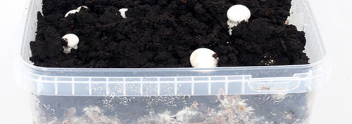 Champignons bei der Fruchtung