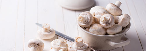 frisch geerntete Champignons
